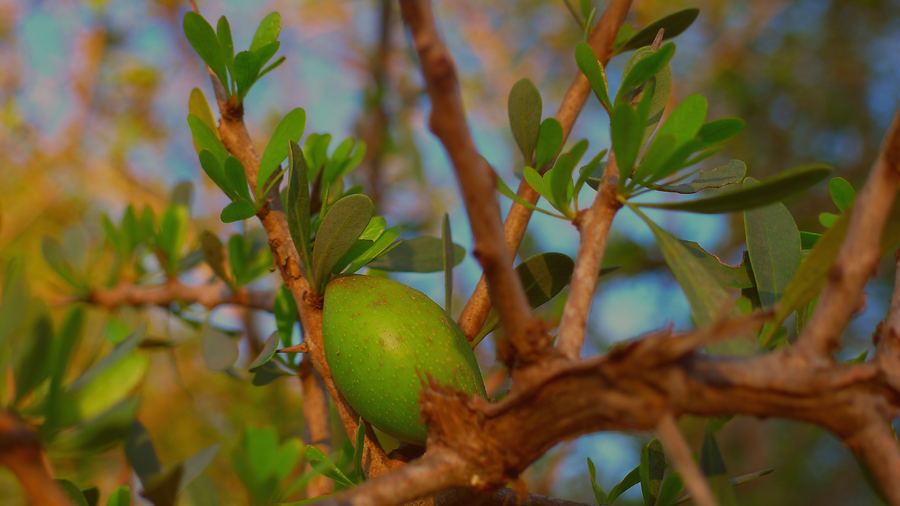 Why We Use Argan Oil in Every SACRA Skincare Ritual