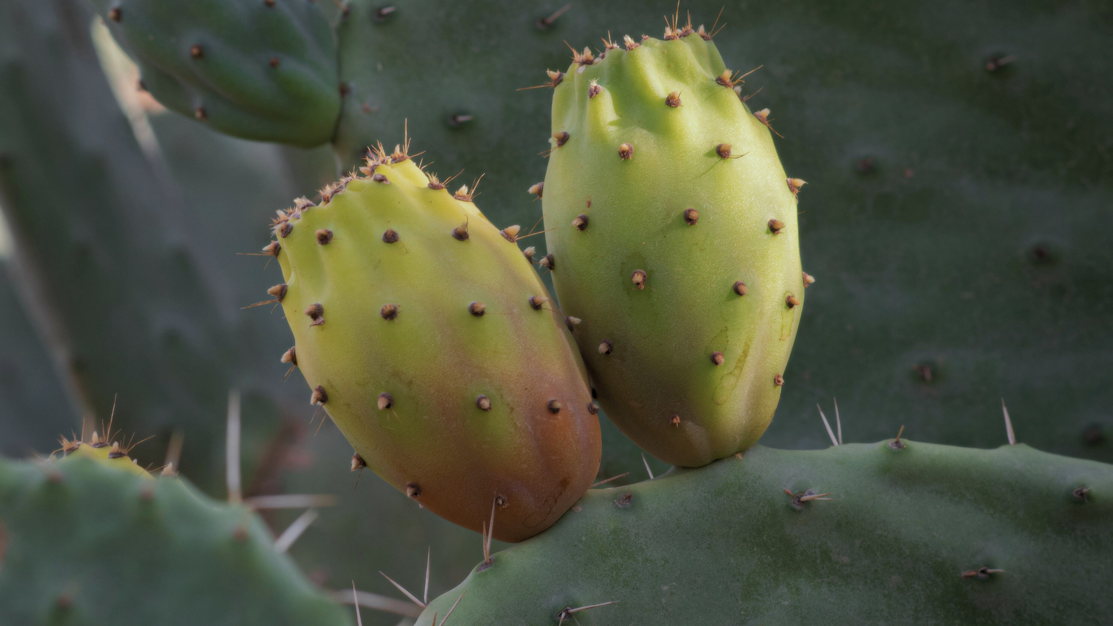 Prickly Pear Seed Oil: The Desert Elixir for Sensitive, Dehydrated Skin